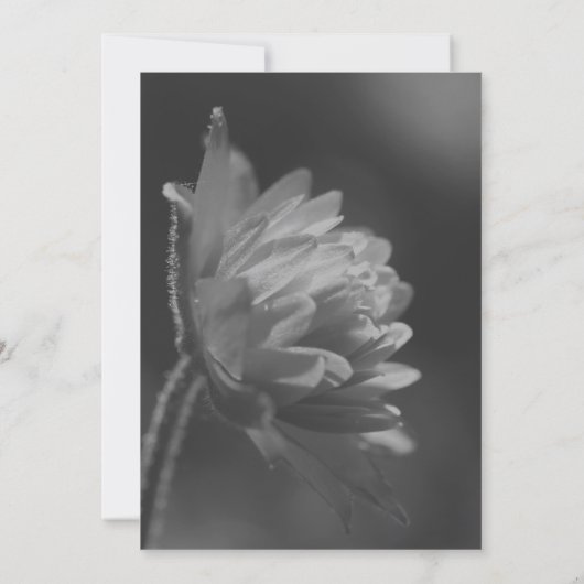 Zwart-Wit Zonnig Bloemenfeest Kaart (Achterkant)