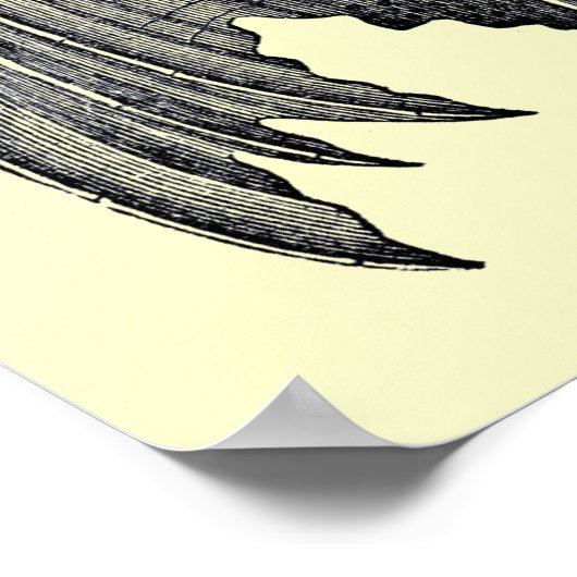  zwart-witbat Poster (Hoek)