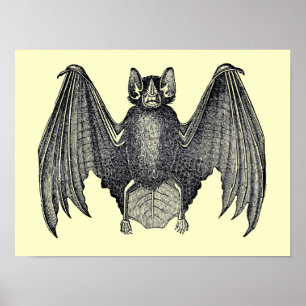  zwart-witbat Poster