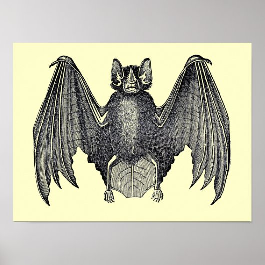  zwart-witbat Poster (Voorkant)