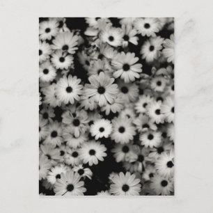Zwart-witbloemen Briefkaart