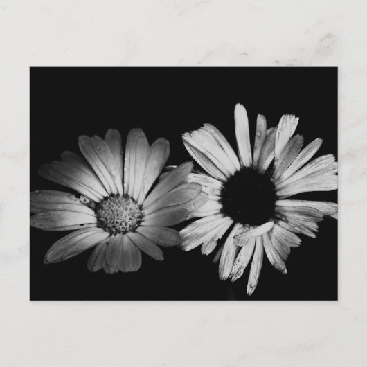 Zwart-witbloemen Briefkaart (Voorkant)
