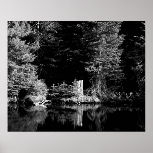 Zwart-witboomstronk reflecterend in water 16x20 poster (Voorkant)