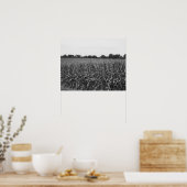Zwart-witcornstalks in een plattelandsgebied 16x20 poster (Keuken)