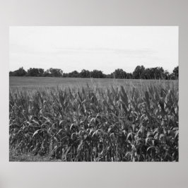 Zwart-witcornstalks in een plattelandsgebied 16x20 poster