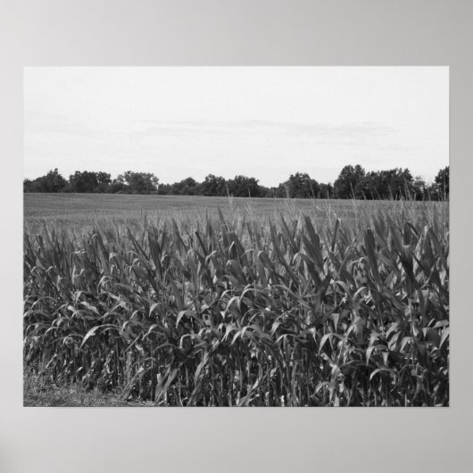 Zwart-witcornstalks in een plattelandsgebied 16x20 poster (Voorkant)