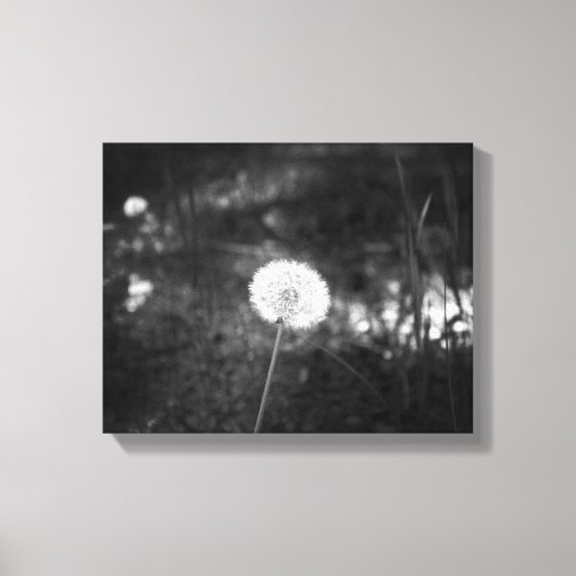 Zwart-witdeandelion in de Bossen 11x14 Canvas Afdruk (Voorkant)