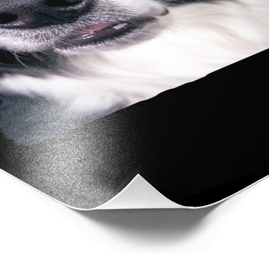 Zwart-withond Foto Afdruk (Hoek)