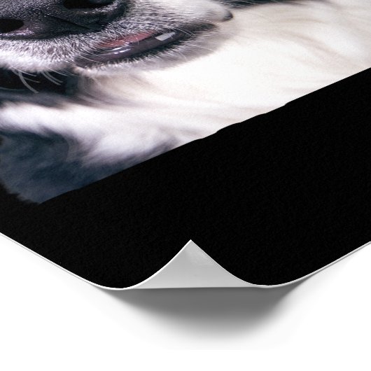 Zwart-withond Poster (Hoek)