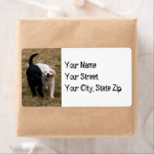 Zwart-withonden met stickadreslabel etiket (Insitu)