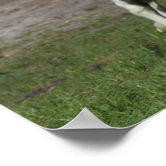 Zwart-witkanaaltje Poster (Hoek)