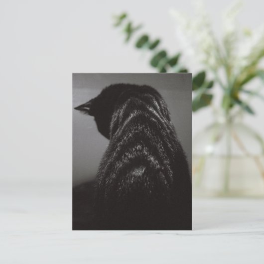 Zwart-witkat Briefkaart (Staand voorkant)