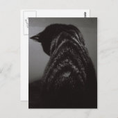 Zwart-witkat Briefkaart (Voorkant / Achterkant)