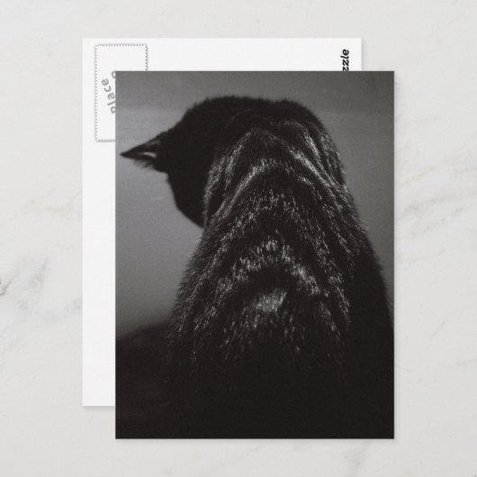 Zwart-witkat Briefkaart (Voorkant / Achterkant)
