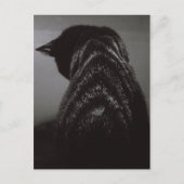 Zwart-witkat Briefkaart (Voorkant)