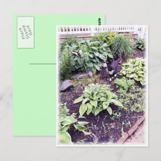 Zwart-witkat Briefkaart (Voorkant / Achterkant)