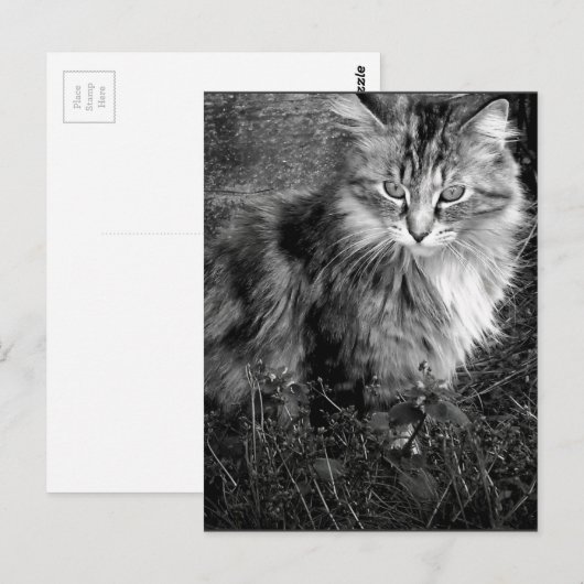 Zwart-witkat-portret Briefkaart (Voorkant / Achterkant)