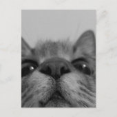 Zwart-witkattegezicht Briefkaart (Voorkant)