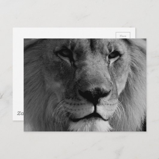 Zwart-witleeuw Briefkaart (Voorkant / Achterkant)