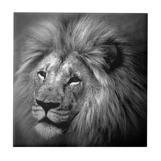 Zwart-witleeuw Tegeltje (Voorkant)