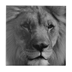 Zwart-witleeuw Tegeltje