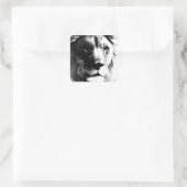 Zwart-witleeuw Vierkante Sticker (Tas)