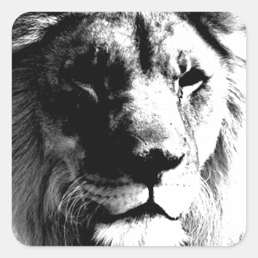Zwart-witleeuw Vierkante Sticker (Voorkant)
