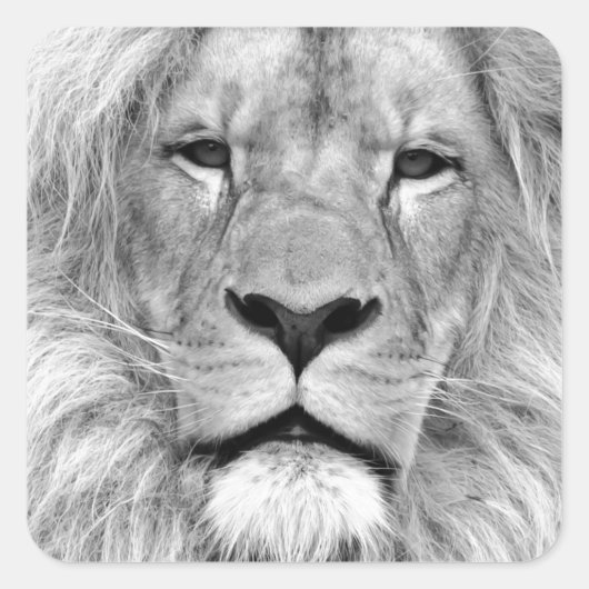 Zwart-witleeuw Vierkante Sticker (Voorkant)