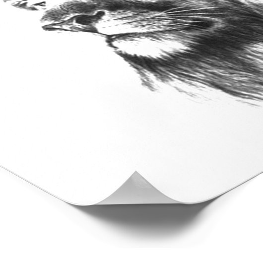 Zwart-witleeuwenkop Poster (Hoek)