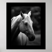 Zwart witpaard poster (Voorkant)
