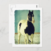 Zwart-witpinto Briefkaart (Voorkant / Achterkant)