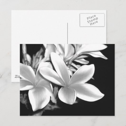 Zwart-witplassen Briefkaart (Voorkant / Achterkant)