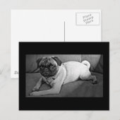 Zwart-witpug Briefkaart (Voorkant / Achterkant)