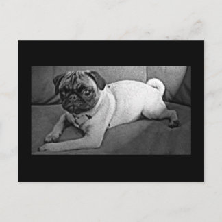 Zwart-witpug Briefkaart