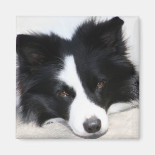 Zwart-witrand Collie Puppy Dog Magnet