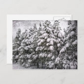 Zwart-witsneeuwval, Conifer, CO Briefkaart (Voorkant / Achterkant)