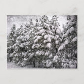 Zwart-witsneeuwval, Conifer, CO Briefkaart (Voorkant)