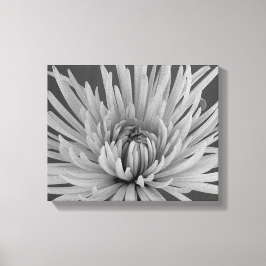 Zwart-witspin Chrysanthemum Flower Canvas Afdruk (Voorkant)