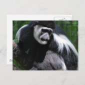 Zwart-witte aap Briefkaart (Voorkant / Achterkant)