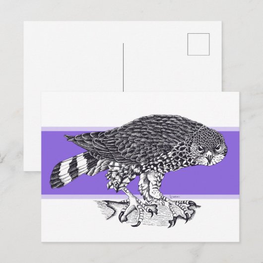 Zwart-witte afbeelding van Sparrow Hawk Briefkaart (Voorkant / Achterkant)