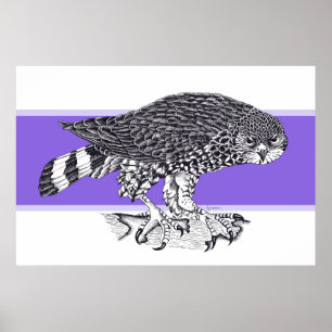 Zwart-witte afbeelding van Sparrow Hawk Poster