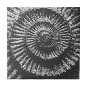 Zwart-witte ammoniet tegeltje