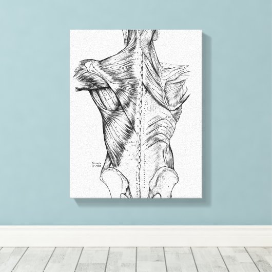 Zwart-witte anatomie Art Rugspieren (1890) Canvas Afdruk (Insitu (Houten vloer))