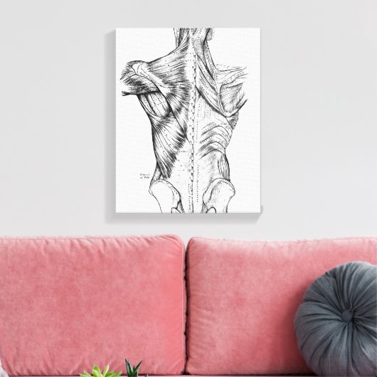 Zwart-witte anatomie Art Rugspieren (1890) Canvas Afdruk (Insitu (Woonkamer))