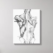 Zwart-witte anatomie Art Rugspieren (1890) Canvas Afdruk (Voorkant)