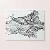 Zwart-witte anatomie Art Rugspieren (1890) Legpuzzel (Horizontaal)