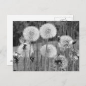 Zwart-witte andelions briefkaart (Voorkant / Achterkant)