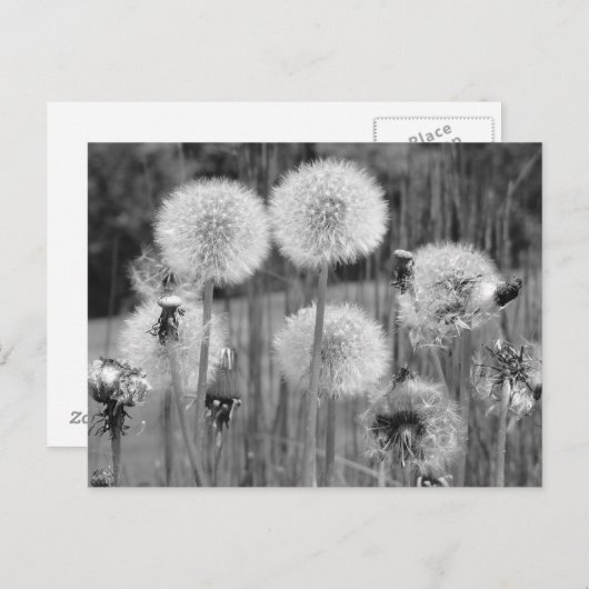 Zwart-witte andelions briefkaart (Voorkant / Achterkant)