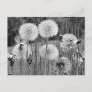 Zwart-witte andelions briefkaart