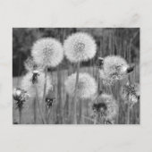 Zwart-witte andelions briefkaart (Voorkant)